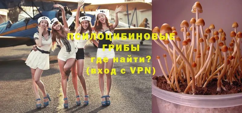 Галлюциногенные грибы Psilocybe  Карабаш 